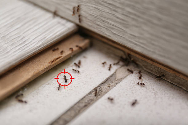 Best Best Pest Control Companies  in Burlington, WI