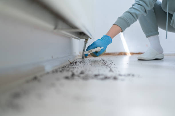 Flea Control Services in Burlington, WI